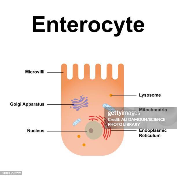 enterocyte, illustration - paneth cell stock illustrations