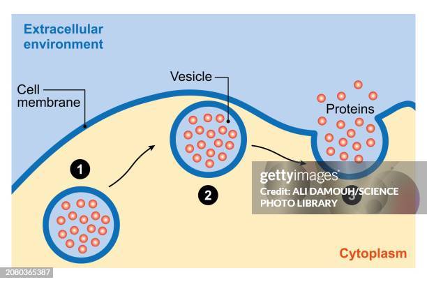 ilustraciones, imágenes clip art, dibujos animados e iconos de stock de exocytosis, illustration - vacuola