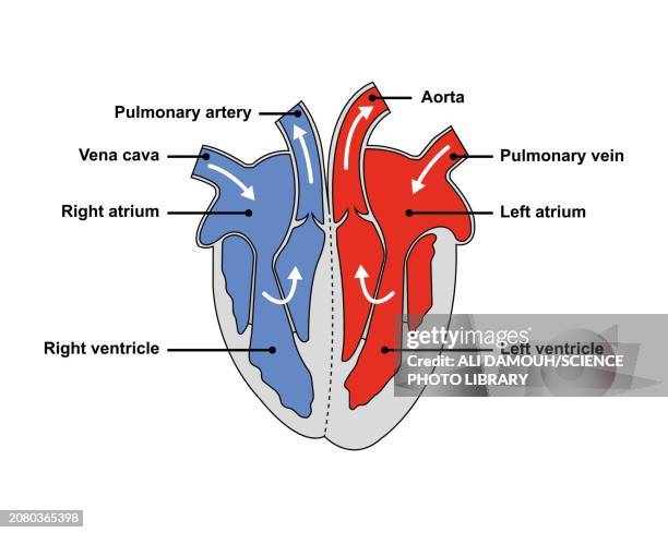 Labeled Heart Feline Heart Anatomy Diagram | Quizlet
