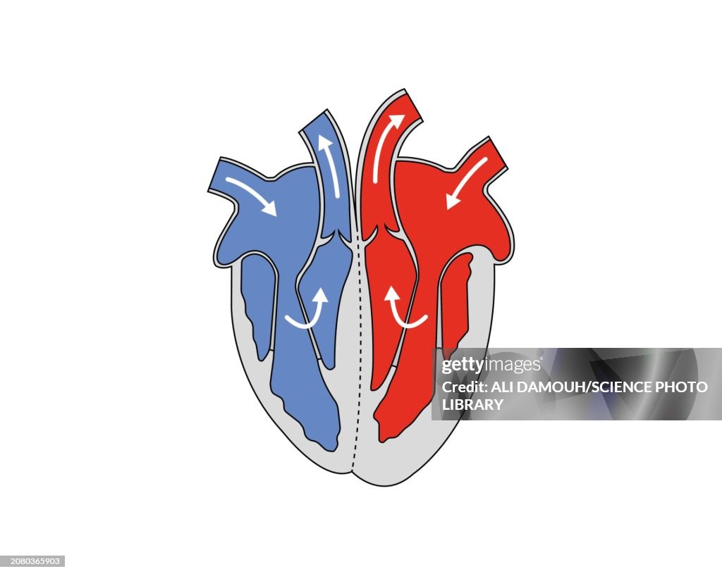Heart anatomy, illustration