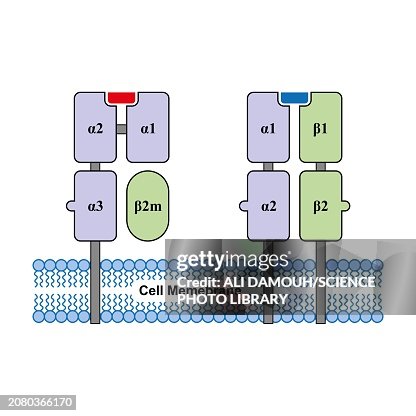 HLA class 1 and class 2 molecules, illustration HLA class 1 and class 2 molecules, illustration