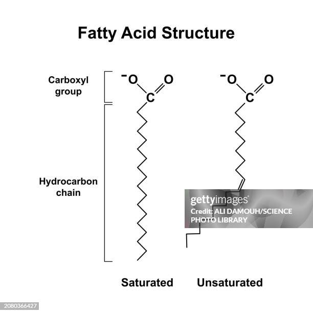 fatty acids, illustration - formula stock illustrations