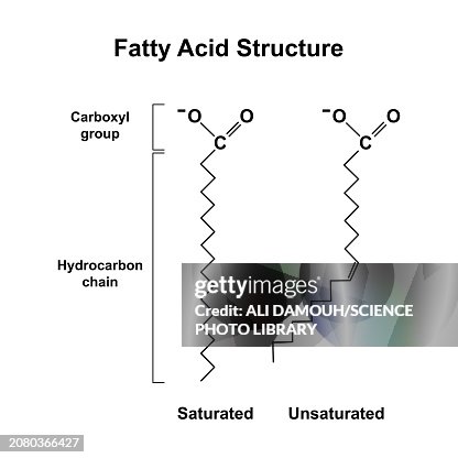 Fatty acids, illustration Fatty acids, illustration