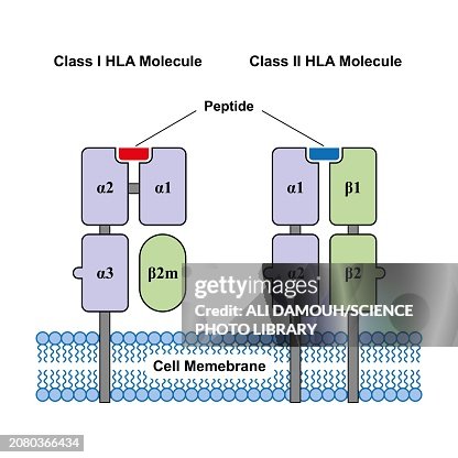 HLA class 1 and class 2 molecules, illustration HLA class 1 and class 2 molecules, illustration