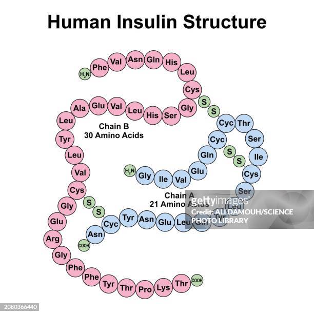 human insulin structure, illustration - insulin stock illustrations
