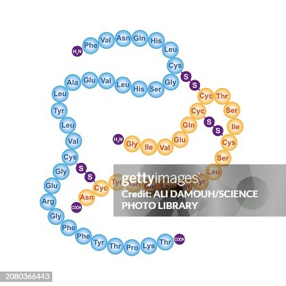 Human insulin structure, illustration Human insulin structure, illustration