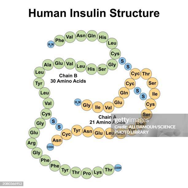 human insulin structure, illustration - food white background stock illustrations