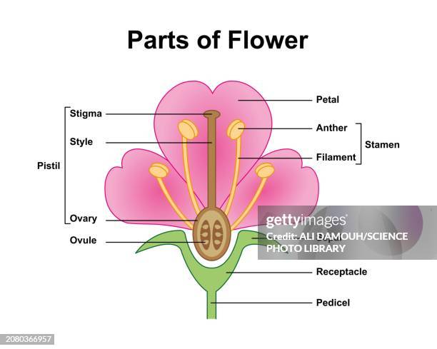 ilustraciones, imágenes clip art, dibujos animados e iconos de stock de flower anatomy, illustration - parte de flor