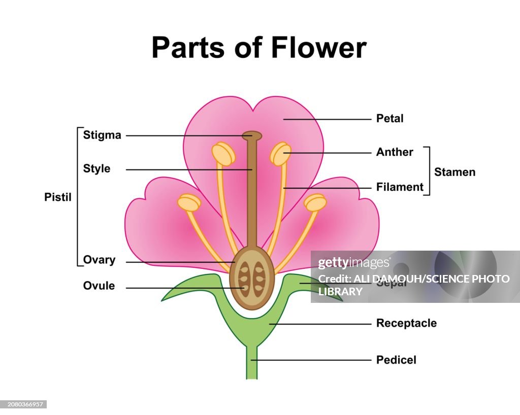 Flower anatomy, illustration