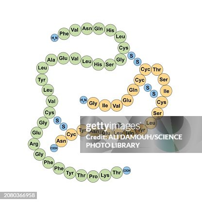 Human insulin structure, illustration Human insulin structure, illustration