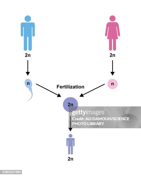 Reprod 104 Reproductive System Diagram Stock Photos, High-Res Pictures, and ...