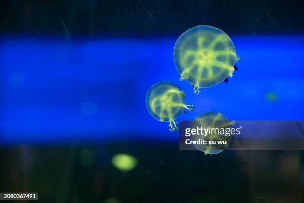 colorful jellyfish swimming in aquarium - sea life cartoon stock pictures, royalty-free photos & images