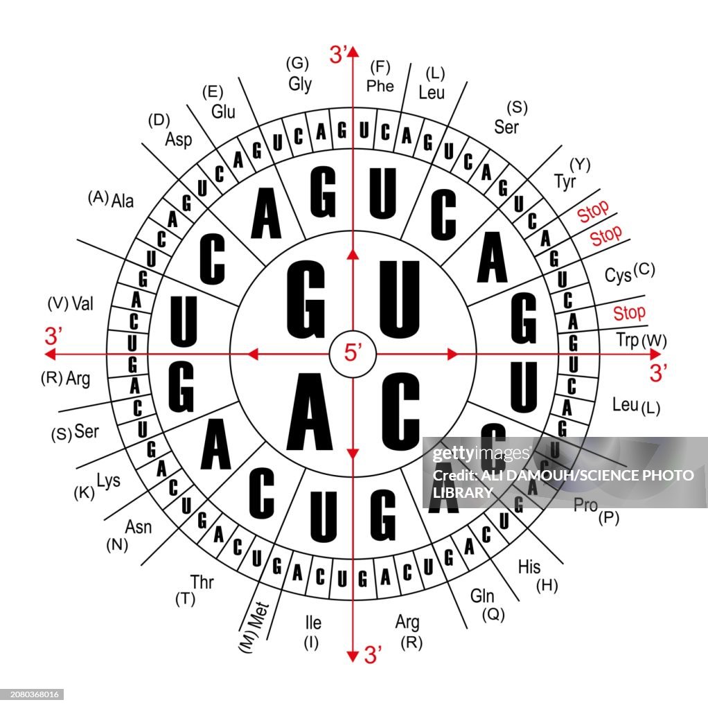 RNA codons, illustration