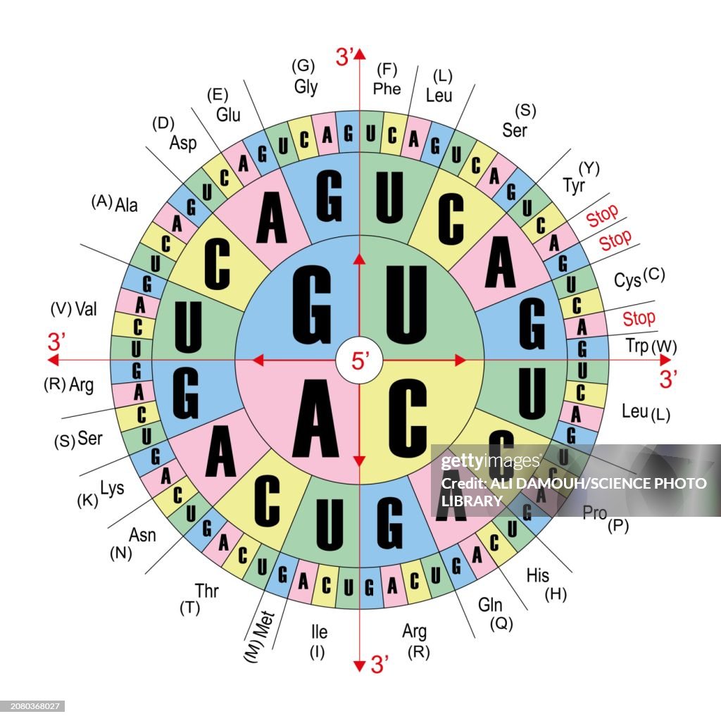 RNA codons, illustration