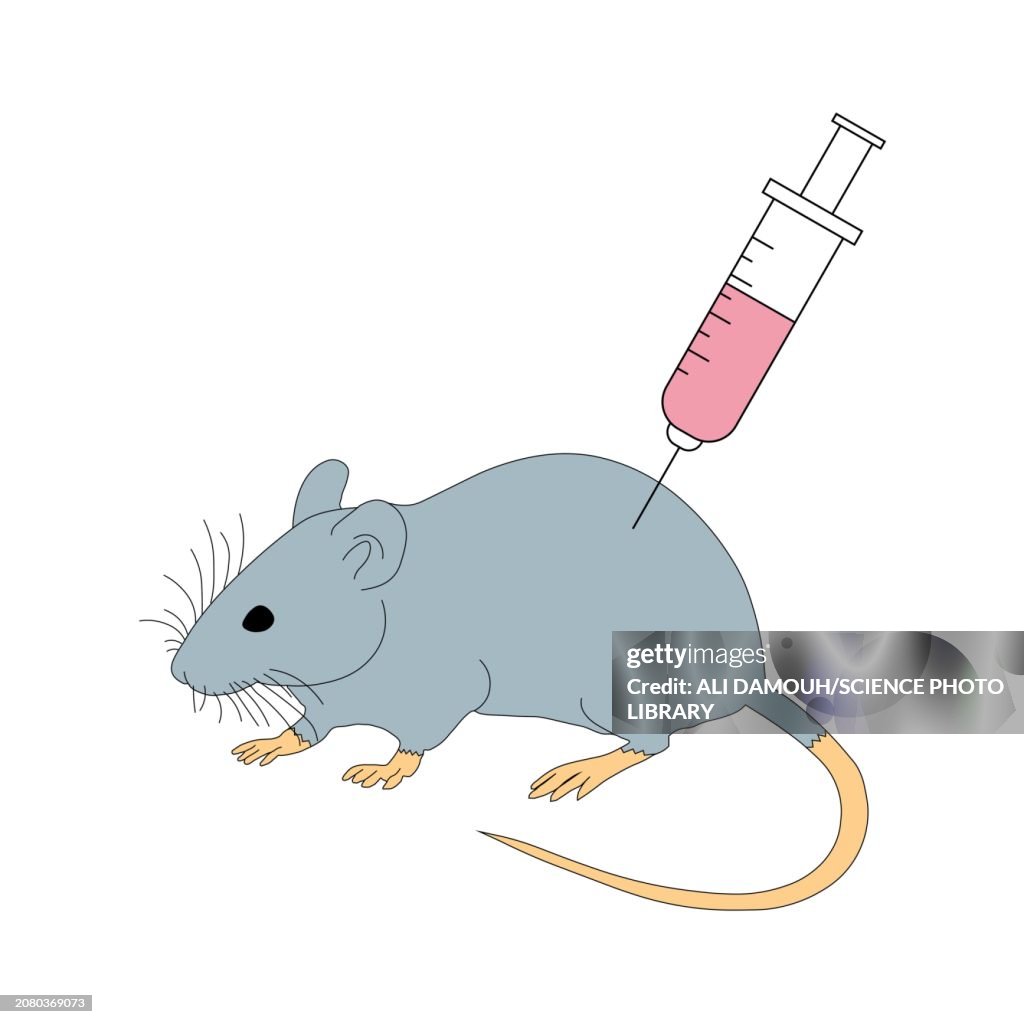 Lab Mouse Graphics Laboratory Mouse Illustration High-Res Vector Graphic - Getty Images