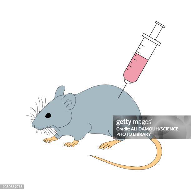 laboratory mouse, illustration - surgical equipment stock illustrations