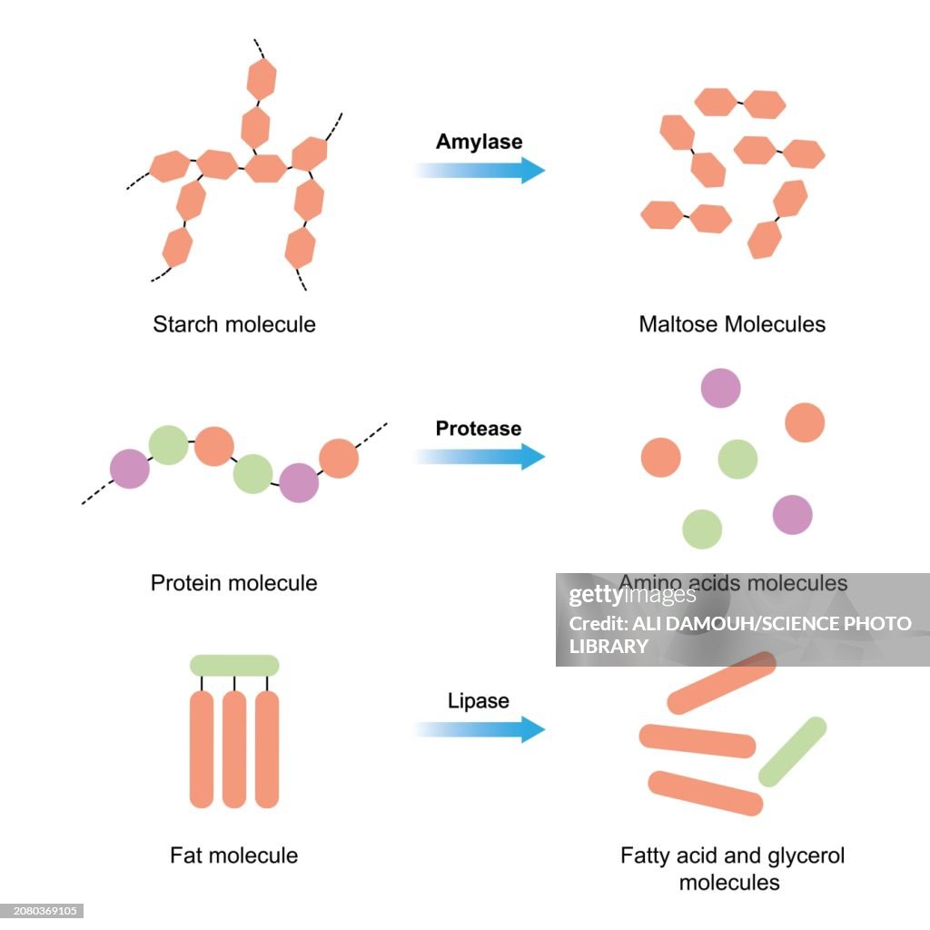 Amylase, protease and lipase enzymes, illustration