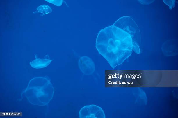 colorful jellyfish swimming in aquarium - sea life cartoon stock pictures, royalty-free photos & images