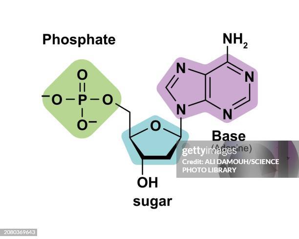 nucleotide structure, illustration - nitrogen stock illustrations