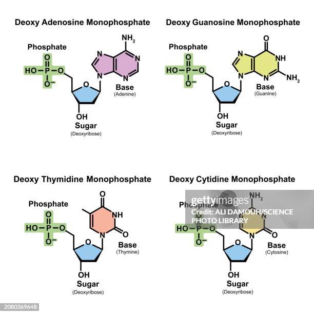 nucleotide structures, illustration - nitrogen gas stock illustrations