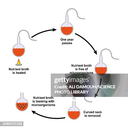 Pasteur's experiment, illustration Pasteur's experiment, illustration