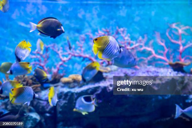 colorful fish playing in the aquarium - sea life cartoon stock pictures, royalty-free photos & images