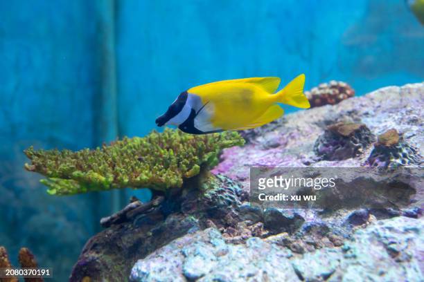 colorful fish playing in the aquarium - sea life cartoon stock pictures, royalty-free photos & images