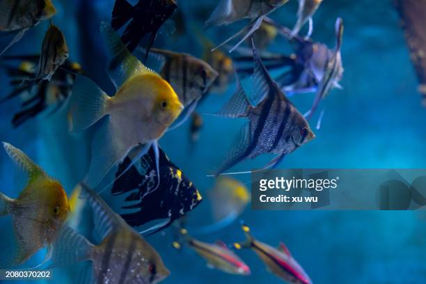 colorful fish playing in the aquarium - sea life cartoon stock pictures, royalty-free photos & images