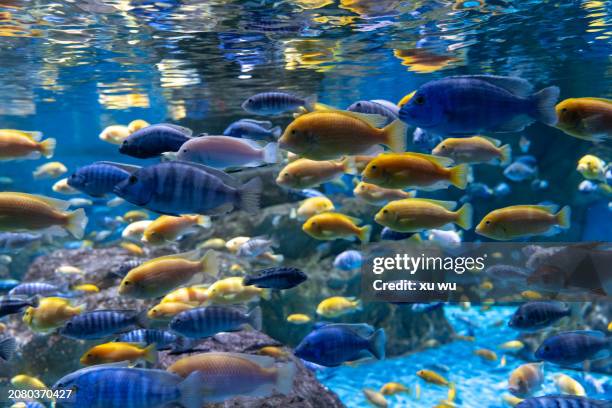 colorful fish playing in the aquarium - sea life cartoon stock pictures, royalty-free photos & images