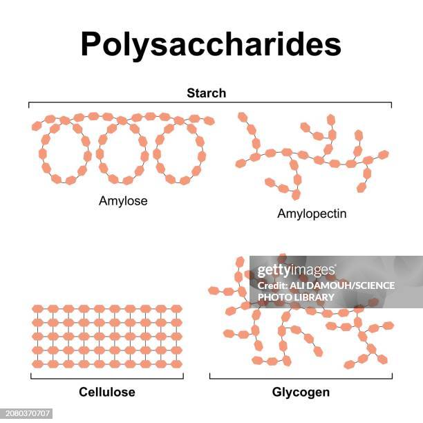 polysaccharides, illustration - carbohydrate biological molecule stock illustrations