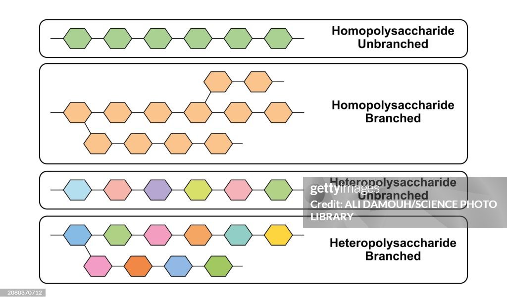 Polysaccharides types, illustration