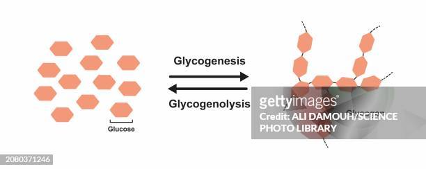 glycogenesis and glycogenolysis, illustration - food white background stock illustrations