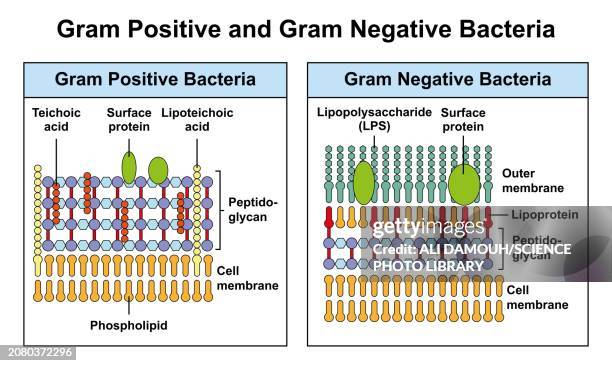 ilustraciones, imágenes clip art, dibujos animados e iconos de stock de gram positive and gram negative bacteria, illustration - membrana celular