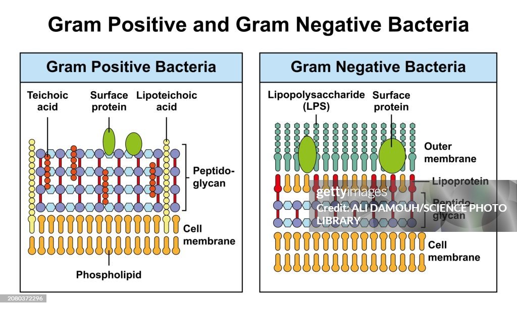 Gram positive and Gram negative bacteria, illustration