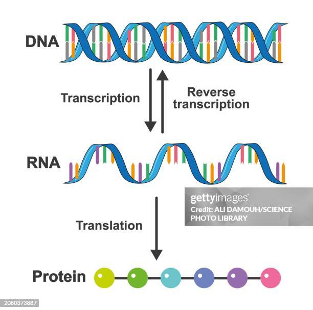 transcription and translation, illustration - peptide stock illustrations