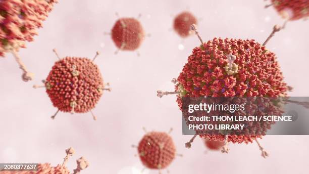 adenovirus, illustration - adenovirus stock-fotos und bilder