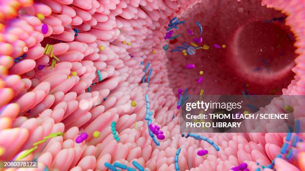 gut microbiota, illustration - sistema digestivo humano imagens e fotografias de stock