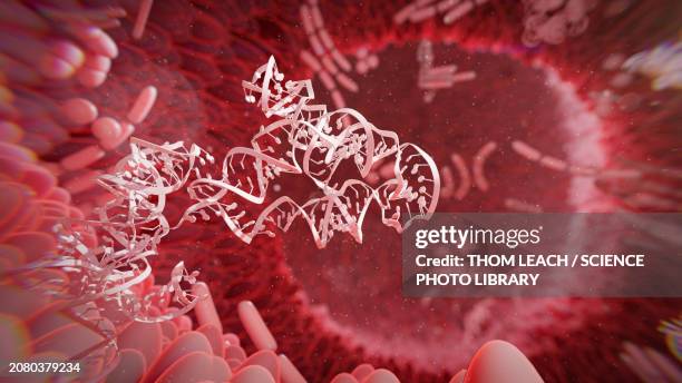 ilustraciones, imágenes clip art, dibujos animados e iconos de stock de rna obelisk, illustration - duodeno