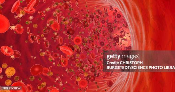 blood circulating through blood vessel, illustration - endothelial function stock illustrations