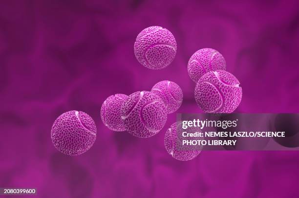 passion flower pollen grains, illustration - pollen stock illustrations