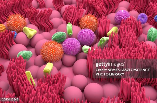 inhaled pollen grains, illustration - pollen stock illustrations