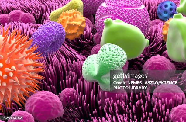 inhaled pollen grains, illustration - verdauungstrakt stock-grafiken, -clipart, -cartoons und -symbole