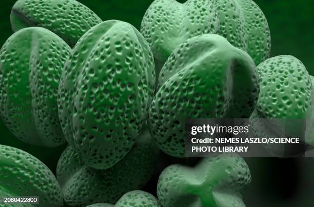 rapeseed pollen grains, illustration - pollen stock illustrations