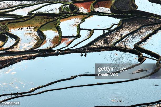 Aerial view of the terraced fields on March 6, 2024 in Yuanyang County, Honghe Hani and Yi Autonomous Prefecture, Yunnan Province of China.