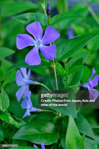 vinca major/bigleaf periwinkle: evergreen perennial frequently used in cultivation as groundcover - vinca major stock pictures, royalty-free photos & images