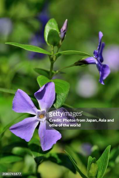 vinca major/bigleaf periwinkle: evergreen perennial frequently used in cultivation as groundcover - vinca major stock pictures, royalty-free photos & images