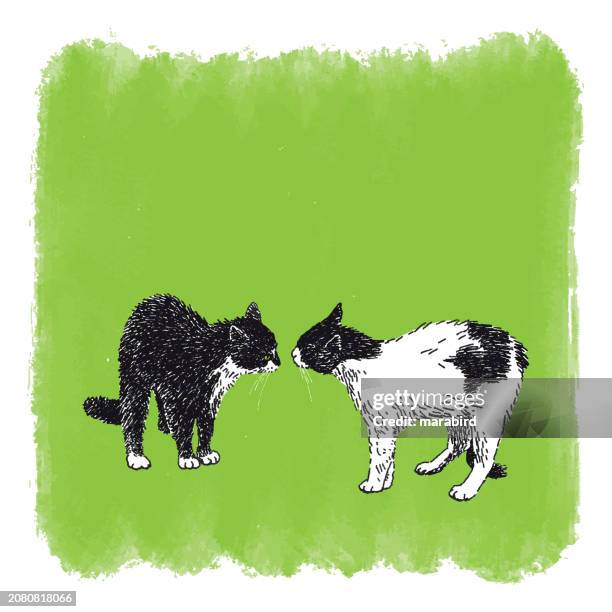 ilustrações, clipart, desenhos animados e ícones de gatos antes de lutar no fundo verde - isolated colour