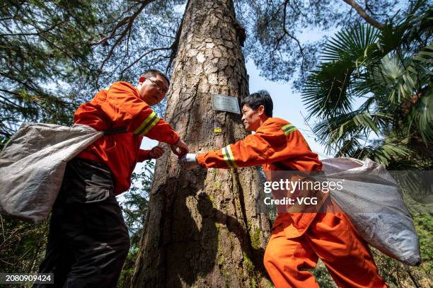 Giving Tree Injections 329 Tree Injections Stock Photos, High-Res Pictures, and Images - Getty ...