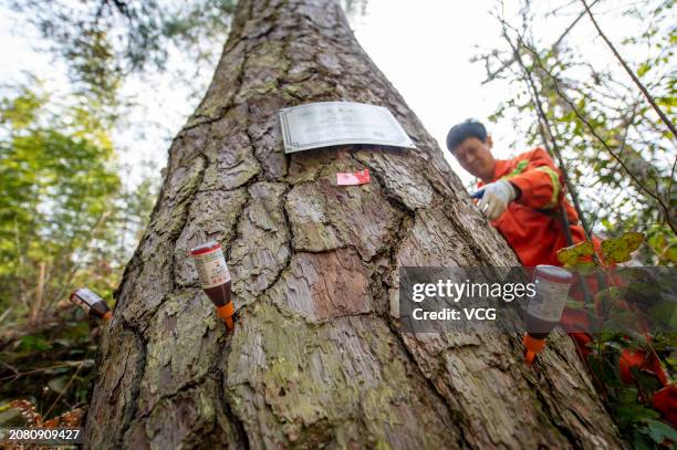 Pine Tree Injection 329 Tree Injections Stock Photos, High-Res Pictures, and Images - Getty ...