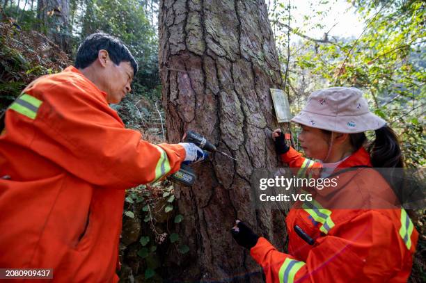 Pine Tree Injection 329 Tree Injections Stock Photos, High-Res Pictures, and Images - Getty ...